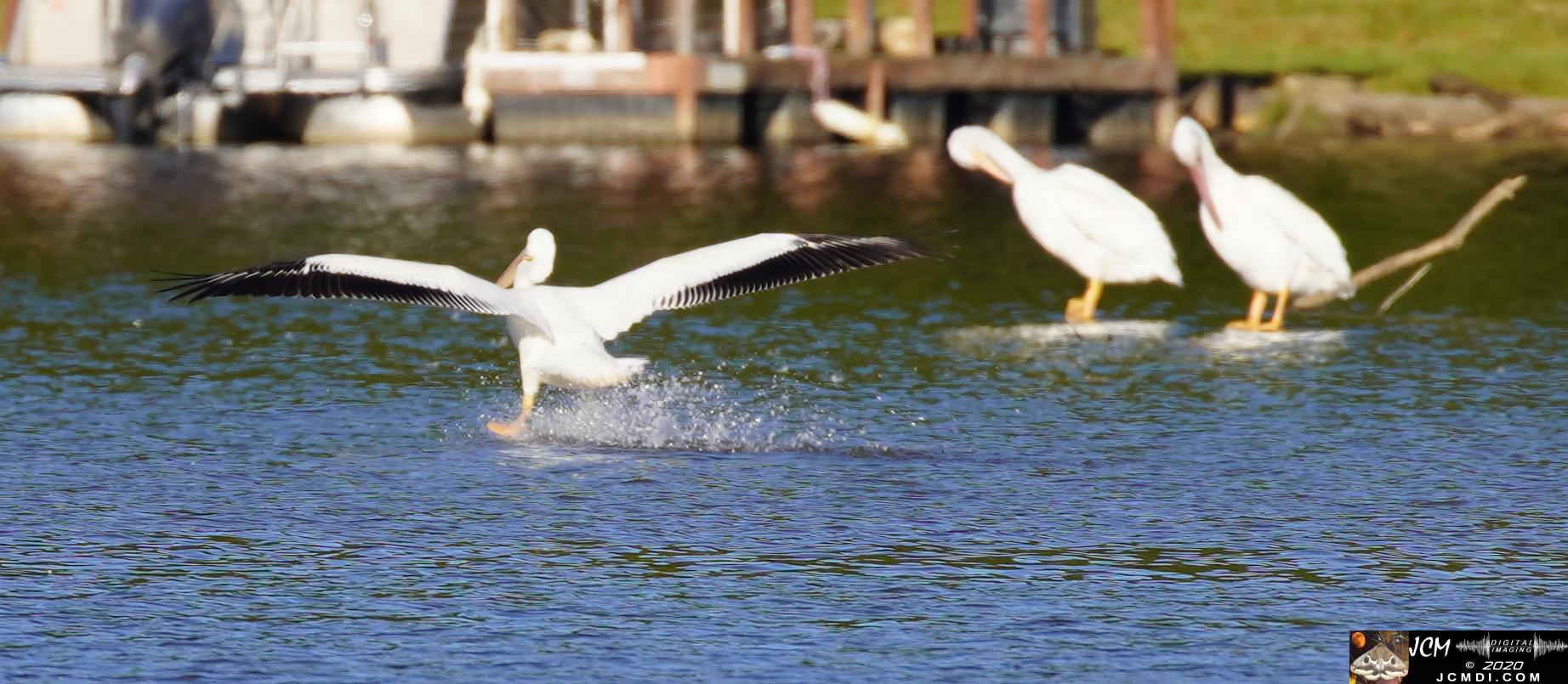20201030 Old Hickory Lake TN Pelicans
